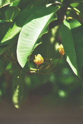 balinese frangipani