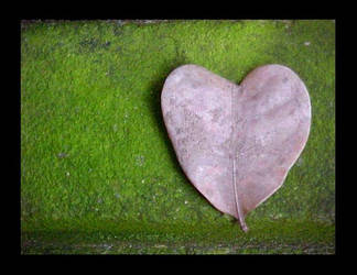 Heart Leaf