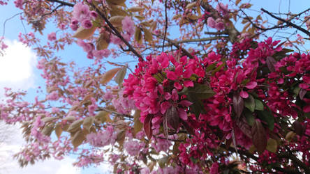 pink flowers