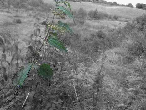 This nettle is kinda lonely