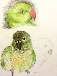 Sketching cute parrots