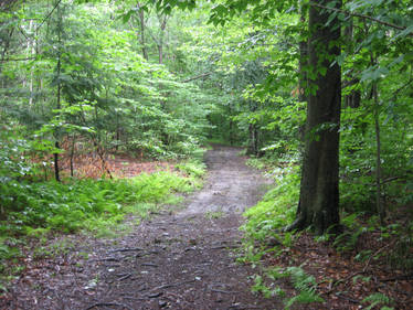 Forest Path