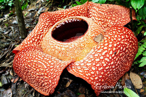 Rafflesia Arnoldii Bengkulu