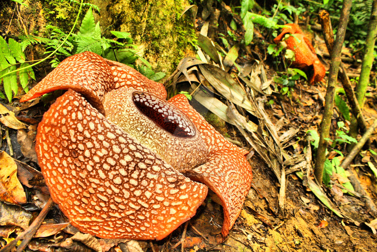 Rafflesia Double Blooms by TheKriezhna on DeviantArt