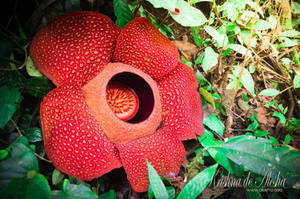 Rafflesia Arnoldii of Bengkulu