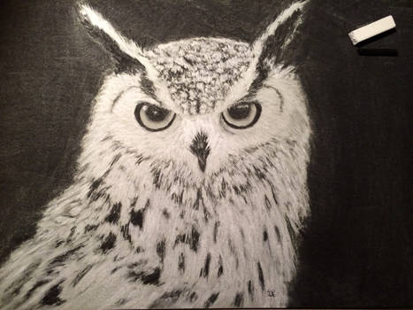 Owl