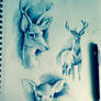 Deer Sketches