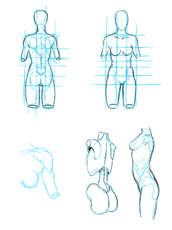 Anatomy Study - Female