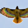 rainbow hawk