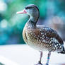 handsome duck