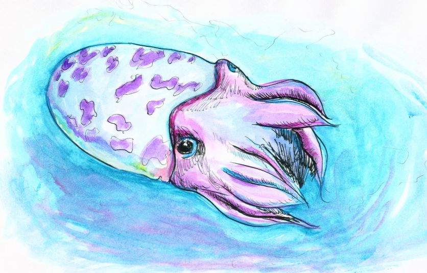 cuttlefish