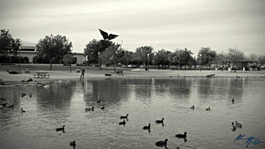 A Day at the Park