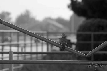 Perched on a Fence