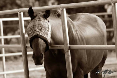 Horse in Sepia