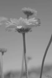 A Flower in Absence of Colors