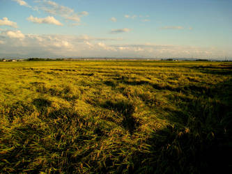 rice fields