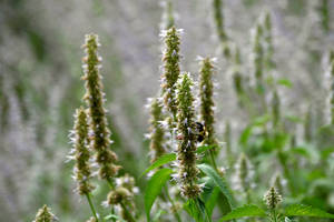 Bee on Flower