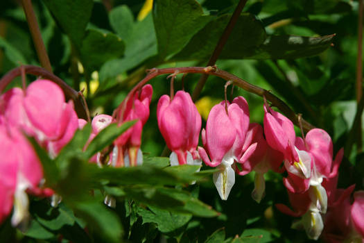 Bleeding Hearts