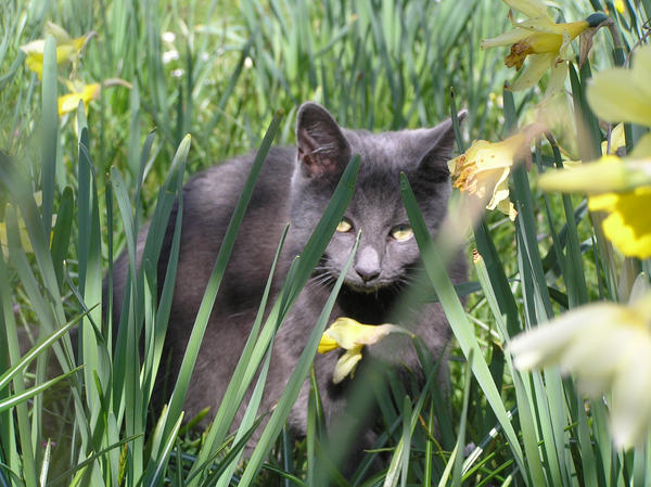 Sage Among The Daffodils 5