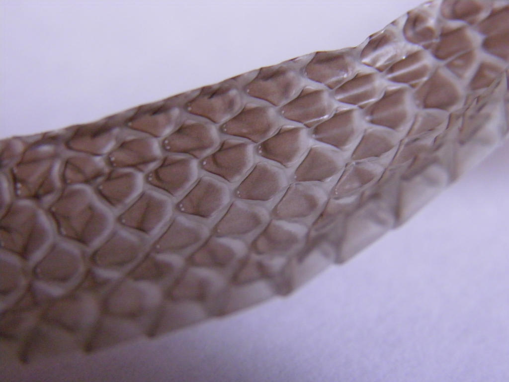 Snake Skin 14 by thetamar on DeviantArt