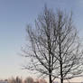 Winter Trees