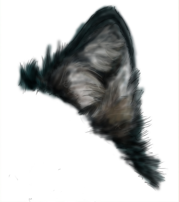 pics Wolf Ears Drawing Colored wolf ear coloring practice by white