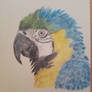 Parrot 