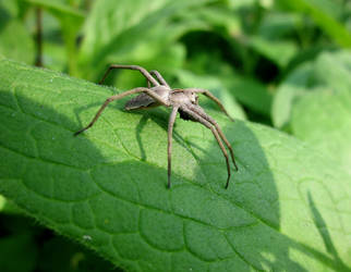 Grey spider