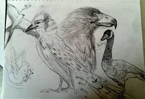 Them R to bird sketches