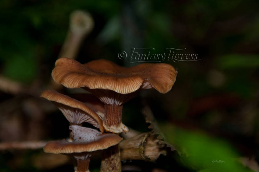 Down in the forest by Fantasytigress Down in the forest by Fantasytigress