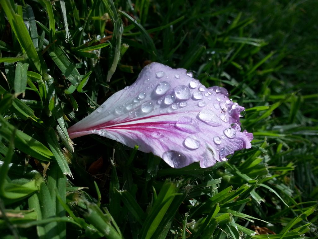 Pink on Green