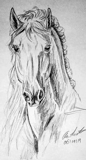 Horse portrait