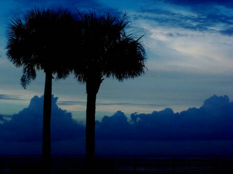 Florida Palm Trees And Ocean