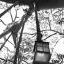 Hanging Lantern