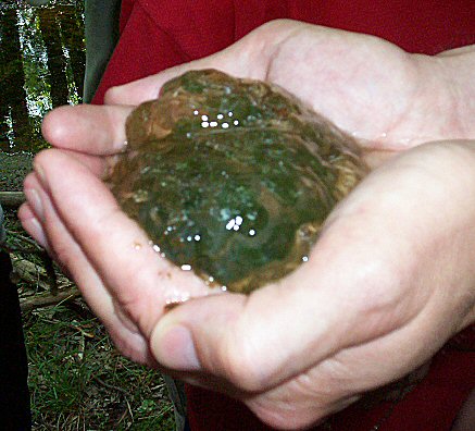 Newt Eggs