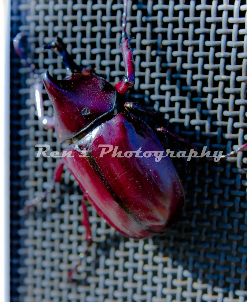 Badak kumbang Kumbang