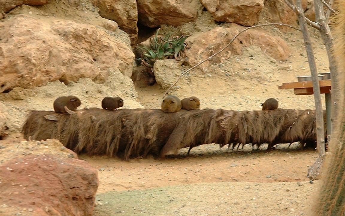 Guinea Pigs