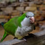 Green Bird 2