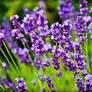 lavender 1