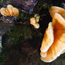 Orange Fungus