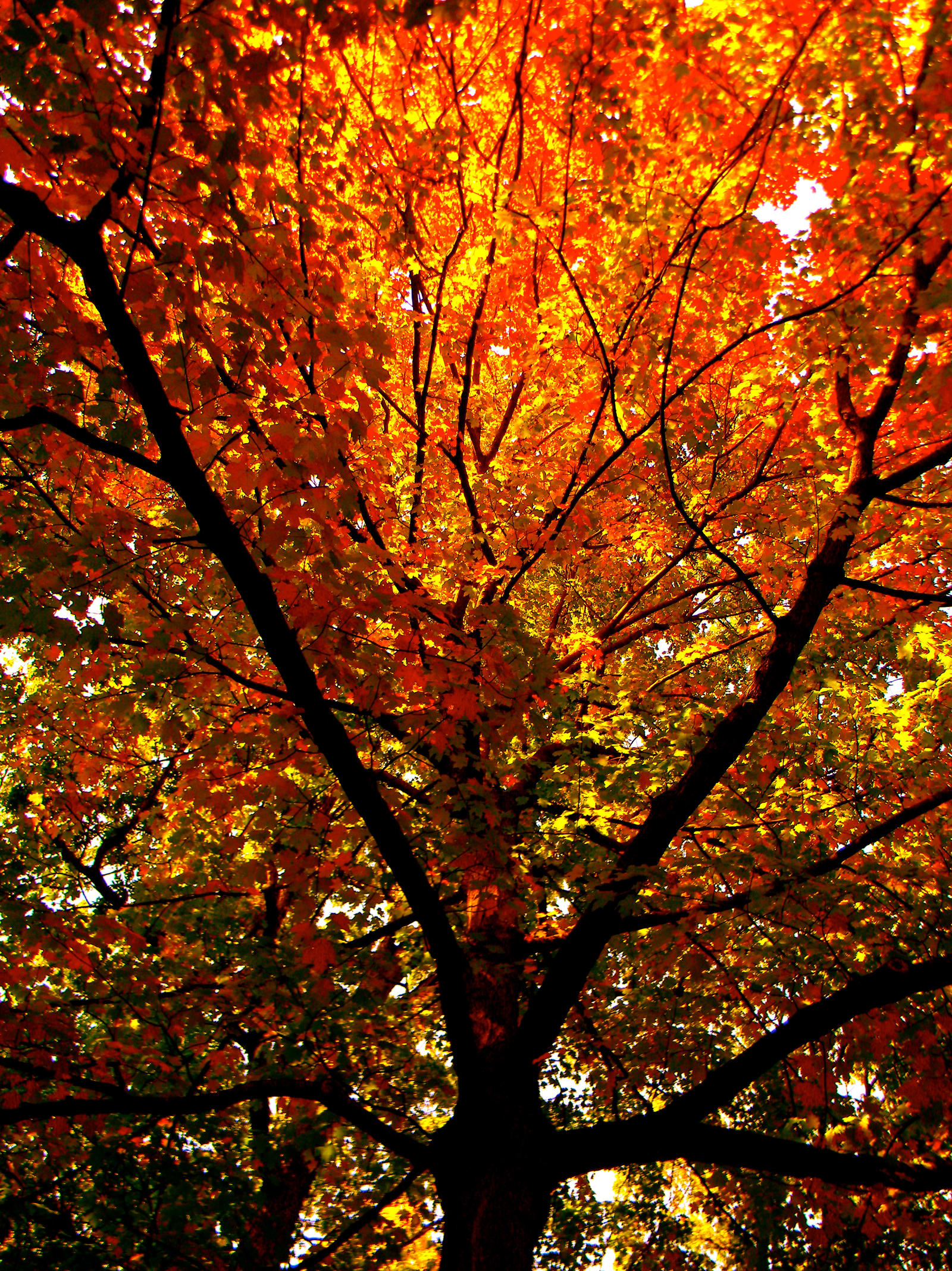 Fall Landscape: 02