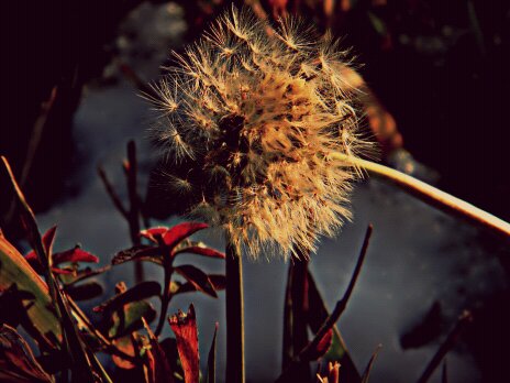 Dandelion in December