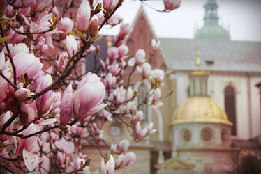 Frozen magnolias