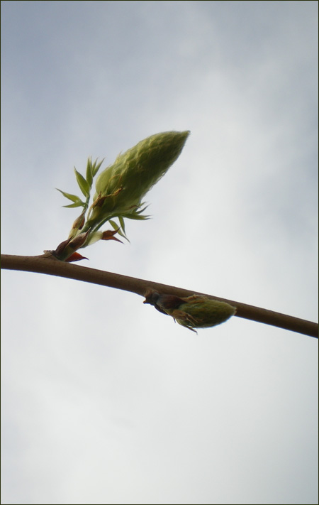 Le printemps