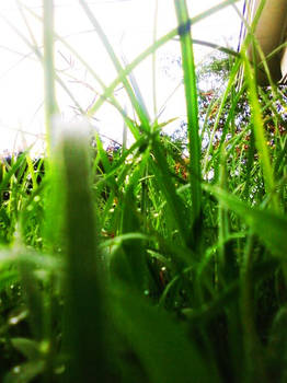 Growing Grass