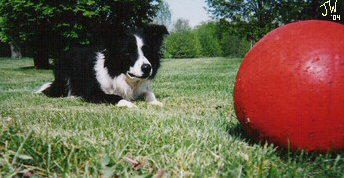 Shayna and her ball