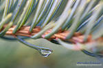 Spruce Drop by MSimpsonPhotos
