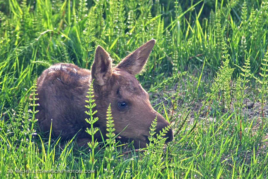 Newborn Moose Calf 1