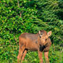 Moose Calf