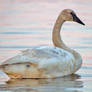 Swan on Beluga Lake